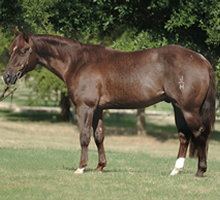 CM Profile